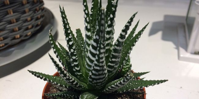 Haworthia : ces succulentes envoûtantes aux feuilles sculptées