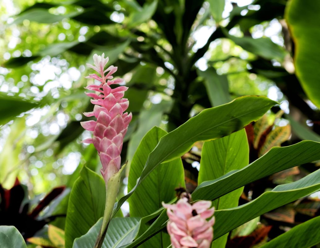 Alpinia : l'art de cultiver et d'entretenir cette plante exotique