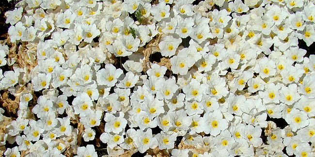 Nierembergia rampant : le couvre-sol au charme enchanteur