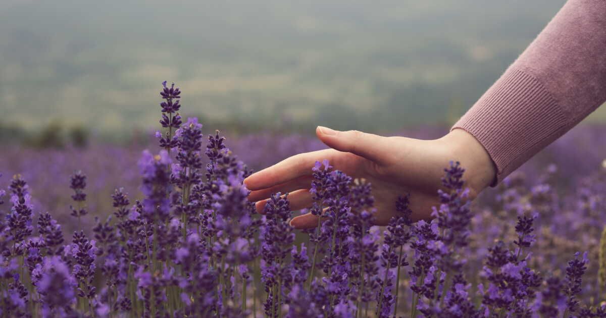 Les secrets pour multiplier la lavande avec des boutures