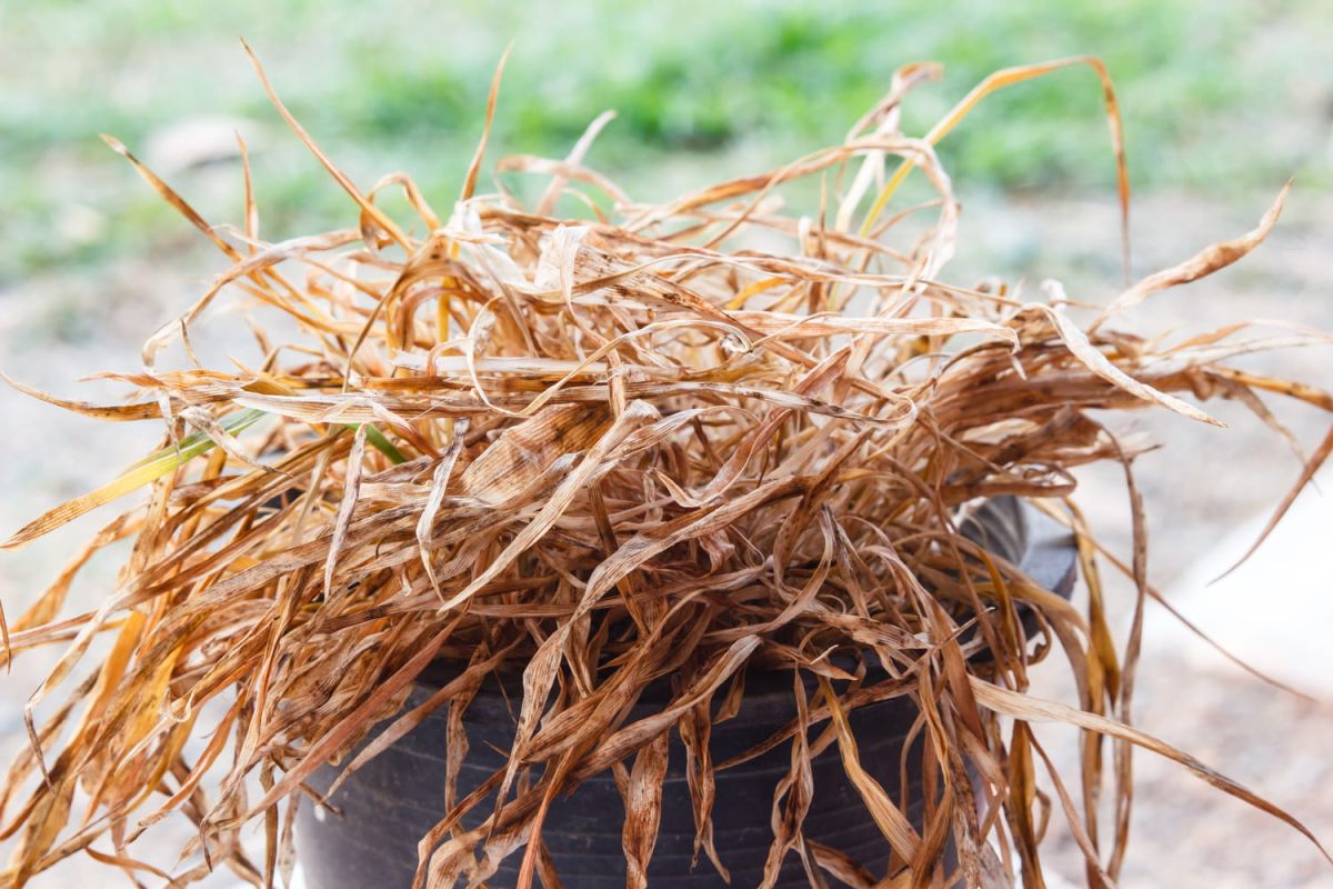 Sauvez votre plante desséchée grâce à ces 6 astuces pratiques