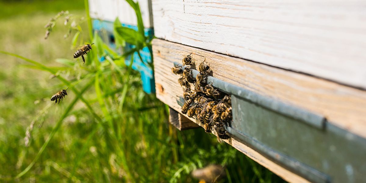 investir dans une ruche : quel budget prévoir pour votre jardin ?