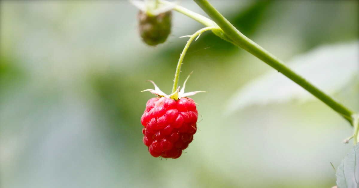 Les clés pour réussir la plantation de framboisiers