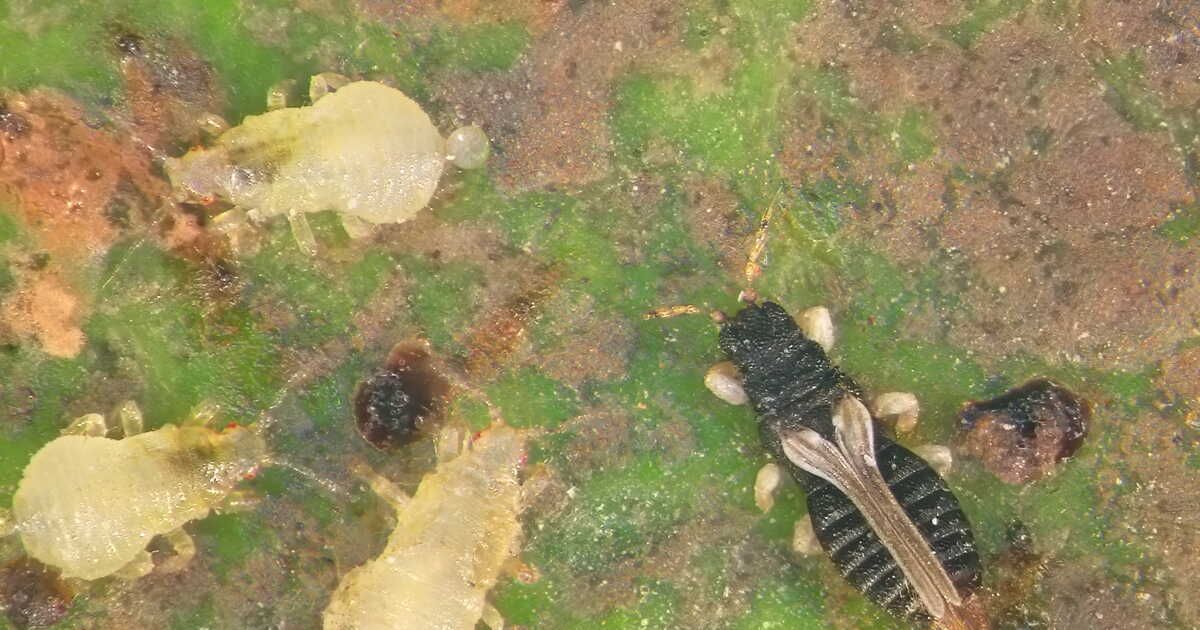 Battre les bêtes d'orage : astuces pour préserver votre jardin cet été