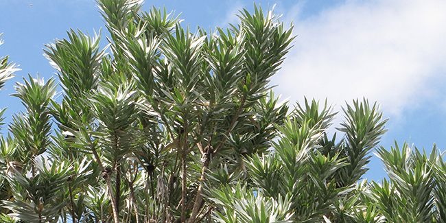 À la découverte de l'arbre d'argent, leucadendron argenteum