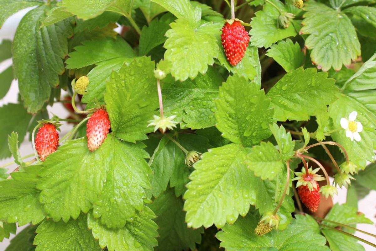 dites adieu aux mauvaises herbes dans vos fraisiers avec cette méthode astucieuse