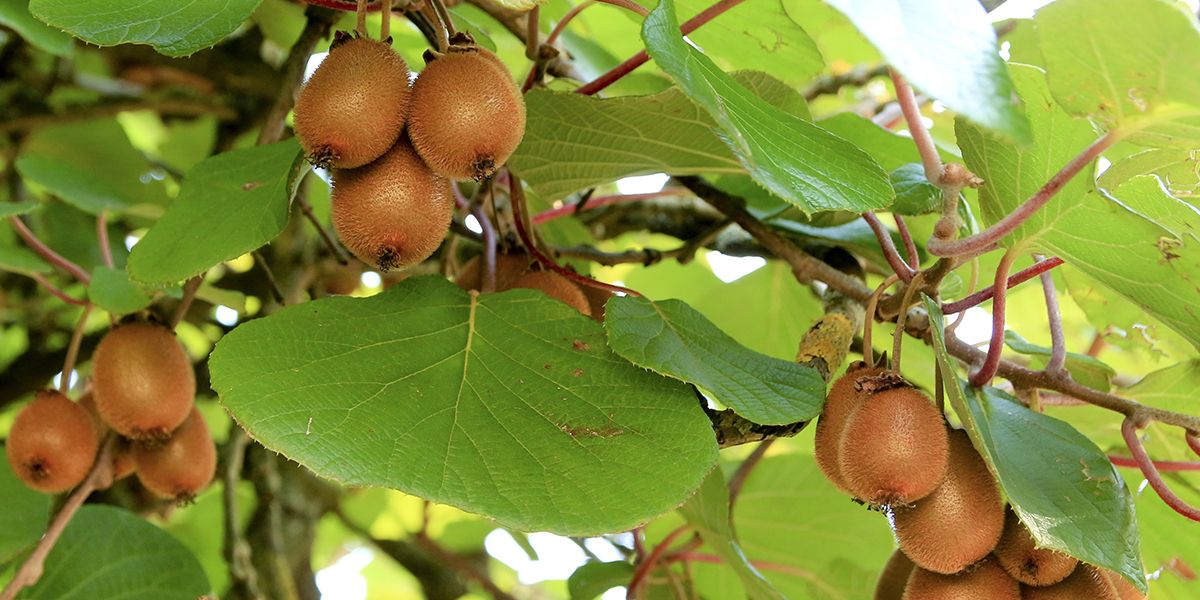 Les secrets du bouturage de kiwi : guide pratique et astuces