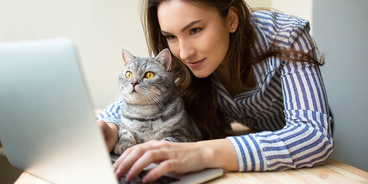 Dénichez l'assurance chat la plus abordable en 2025