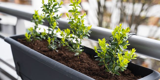 Quand et comment bouturer du buis ?