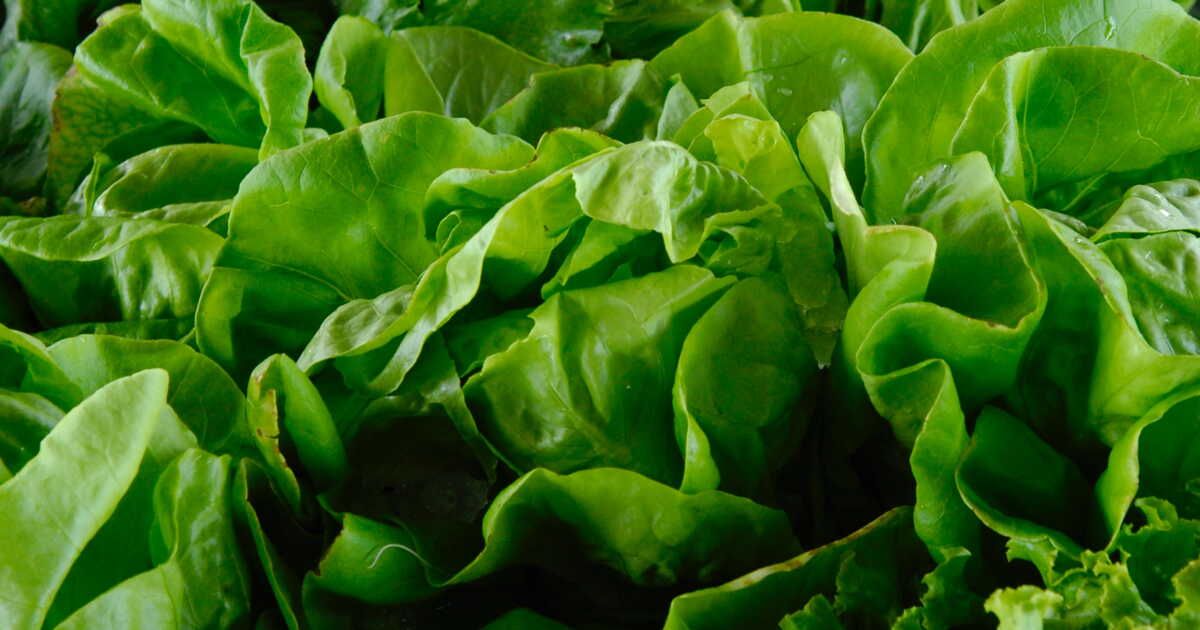 Évitez ces erreurs courantes en préparant votre salade