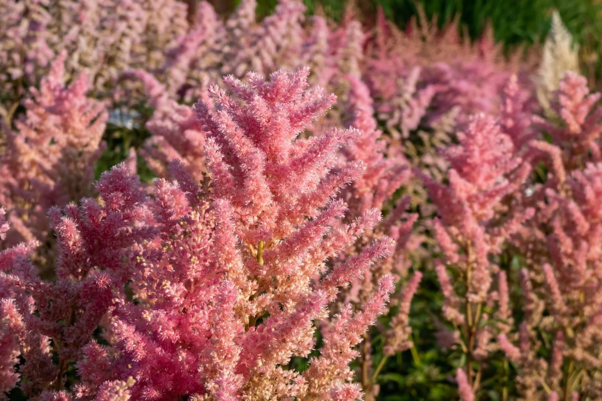 une plante décorative exceptionnelle pour votre jardin cet automne